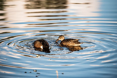 Duck swimming in a lake