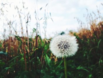 Close-up of dandelion on field