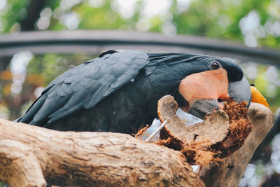 Close-up of bird perching on a tree