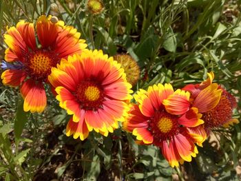 Close-up of yellow flowers blooming outdoors