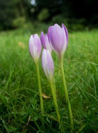 Close-up of crocus blooming on field