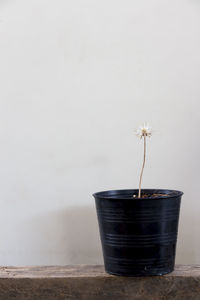 Close-up of potted plant