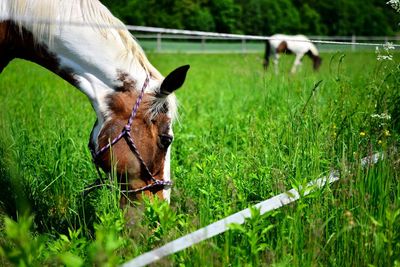 Close-up of a horse on field