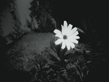 Close-up of flower blooming outdoors