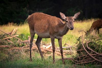 Deer standing in a field