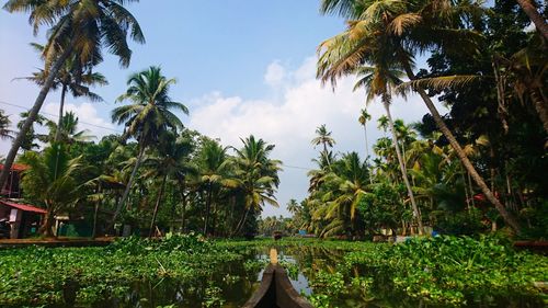 Palm trees by canal against sky