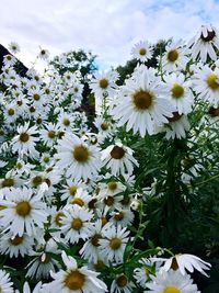 Close-up of white daisy flowers growing in park