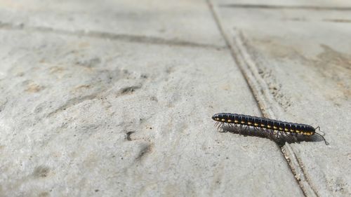 Centipede walking down the street from tropical bush