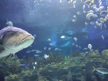 Fish swimming in sea