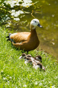 Mother red duck with her duckling near pond