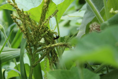 Close-up of green plant