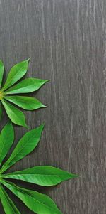 High angle view of green leaves on wood