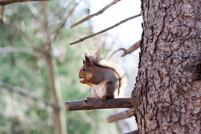 Squirrel on tree trunk