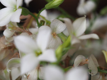 Close-up of white flowering plant