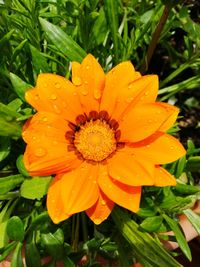 Close-up of flowers