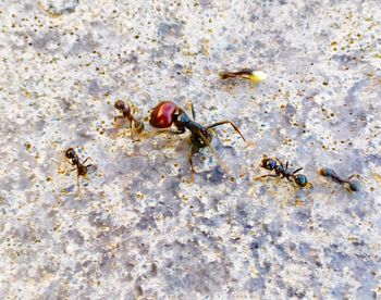 High angle view of ant on the ground