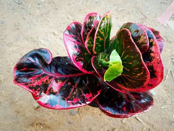 High angle view of succulent plant on floor