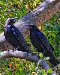 Close-up of birds perching on branch