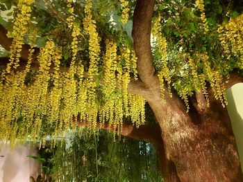 Plants growing on tree trunk