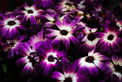 Close-up of pink flowering plants