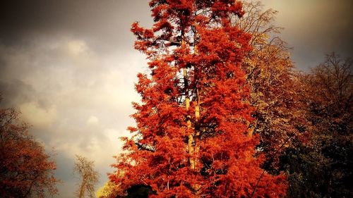 Low angle view of trees against cloudy sky