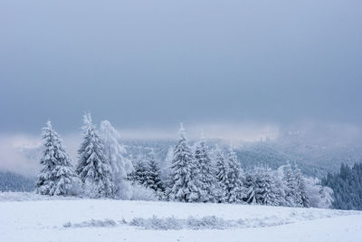 Snow covered pine trees against sky