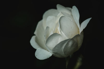 Close-up of fresh white rose against black background
