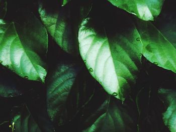 Full frame shot of leaves