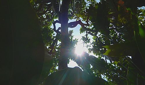 Low angle view of trees in forest against sky