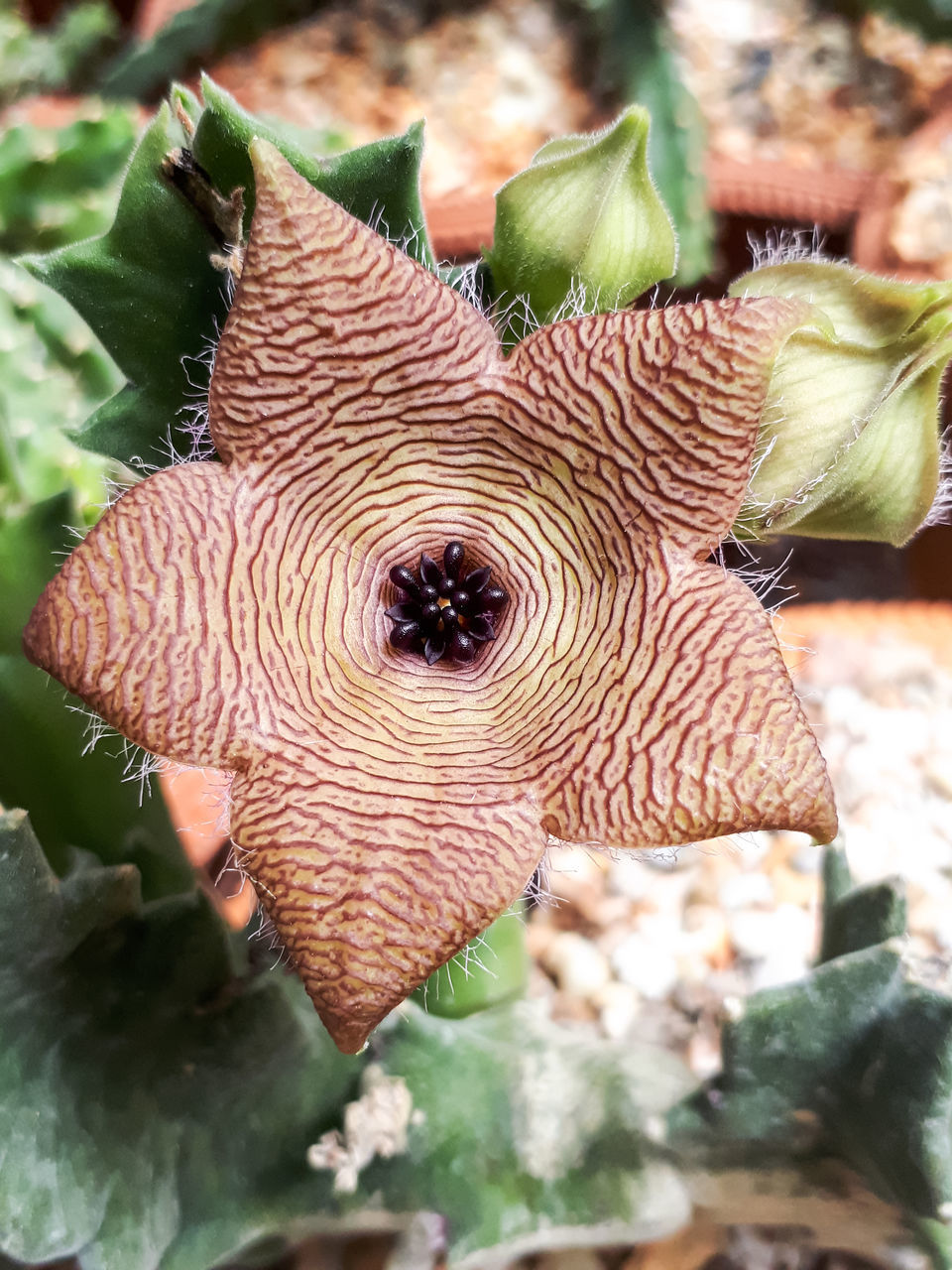 CLOSE-UP OF SUCCULENT PLANT WITH LEAVES