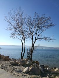 Bare tree on rocks by sea against clear sky