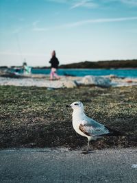 Seagull on beach