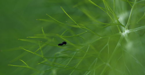 Close-up of black caterpillar on plant