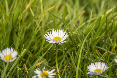 Close-up of white flowering plant on field