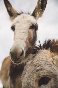 Low angle view of donkeys against sky