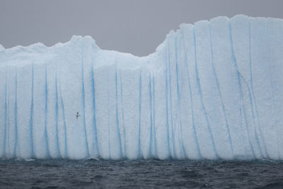 A snow petrel flying next to an iceberg in heavy snowfall outside brabant island, antarctica.