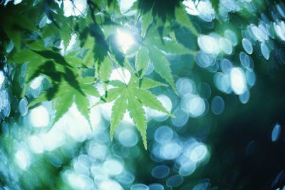 Close-up of leaves on tree