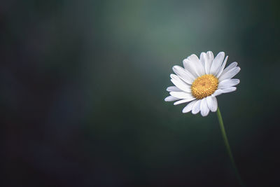 Close-up of white daisy flower