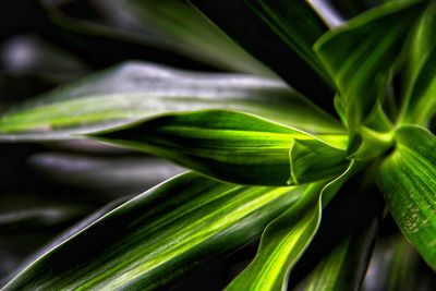 Detail shot of leaves