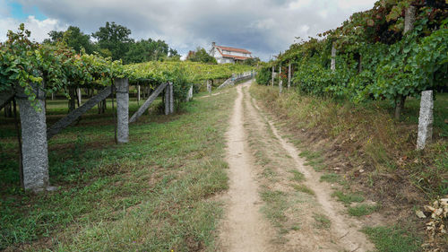 Panoramic shot of trees on grass against sky