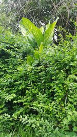 Close-up of green plant