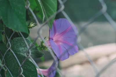 Close-up of flower growing outdoors