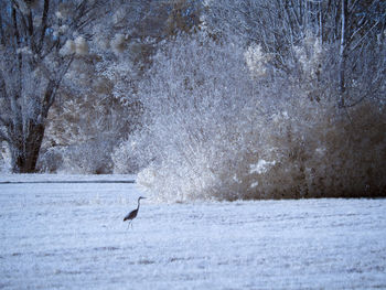 View of bird on snow covered land