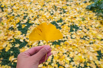 Cropped hand holding ginkgo leaf during autumn