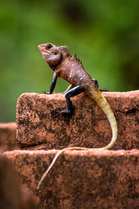 Close-up of lizard on rock