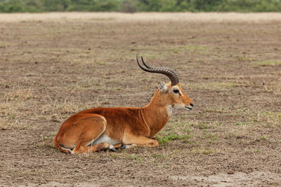 Deer in a field