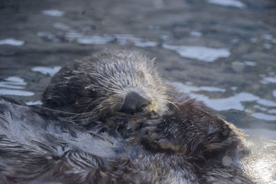 Close-up of an otter in the water