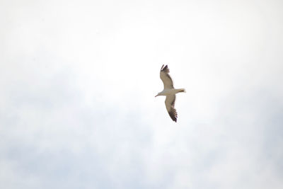 Low angle view of seagull flying