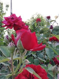 Close-up of red roses