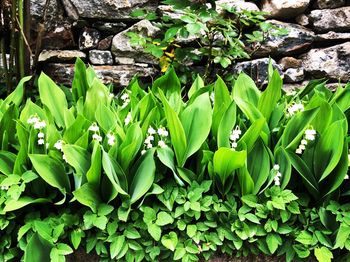 Close-up of plants